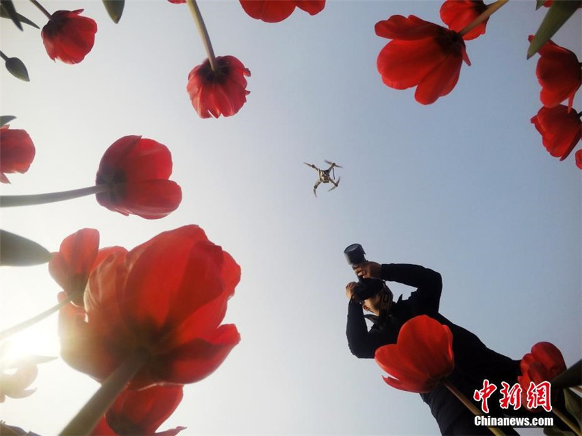 Tulpenmeer in Hunan