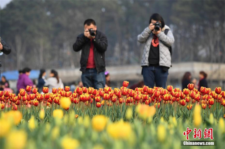 Tulpenmeer in Hunan