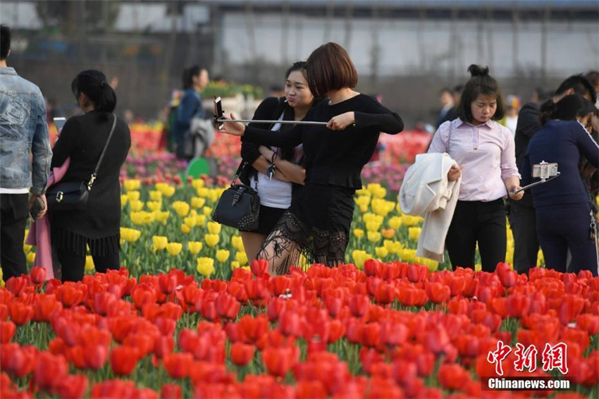 Tulpenmeer in Hunan