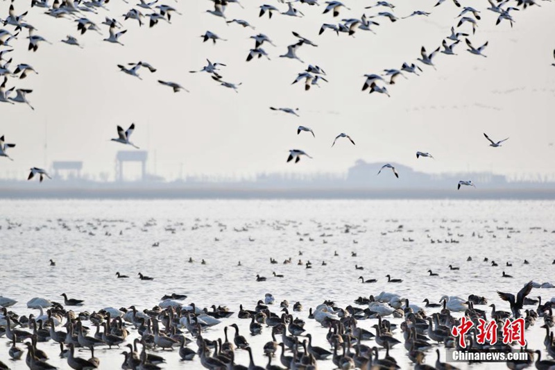 Zehntausende Zugvögel versammeln sich in Tianjin