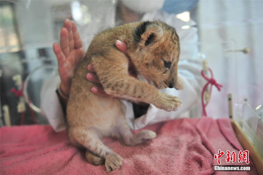 Yunnans Zoo erhält ein Löwenbaby