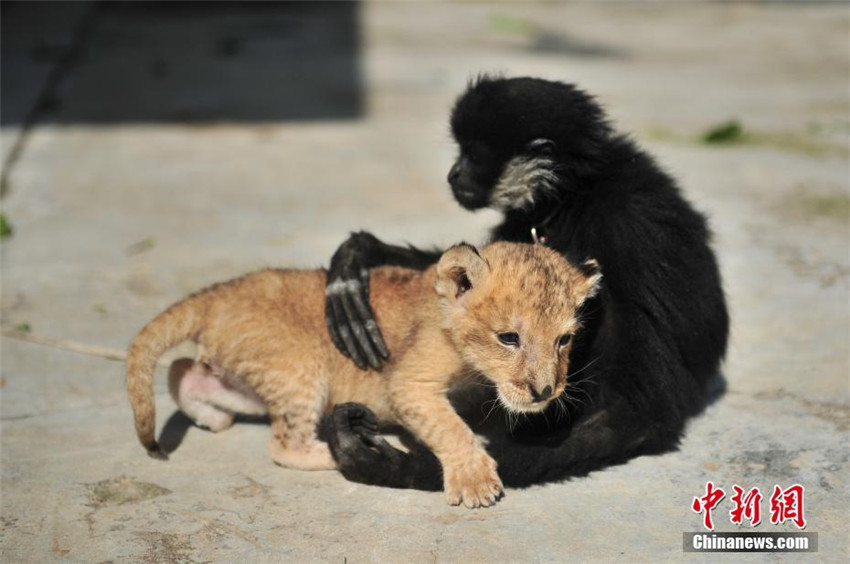 Yunnans Zoo erhält ein Löwenbaby