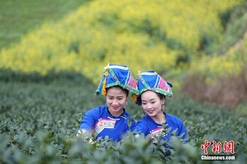 Beginn der Ernte des Mingqian-Tees