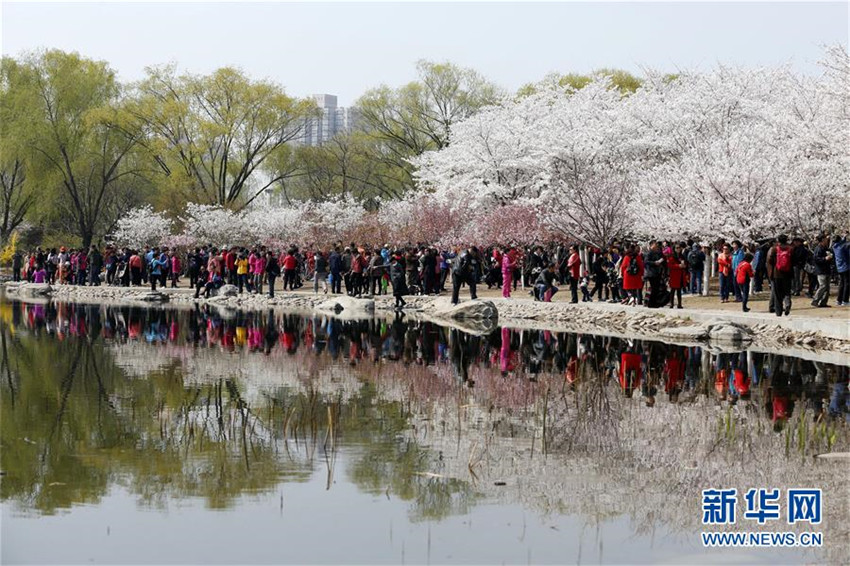 Kirschblüten im Yuyuantan-Park in Beijing
