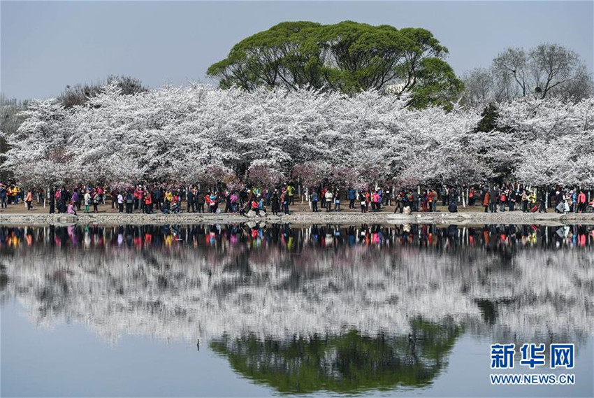 Kirschblüten im Yuyuantan-Park in Beijing