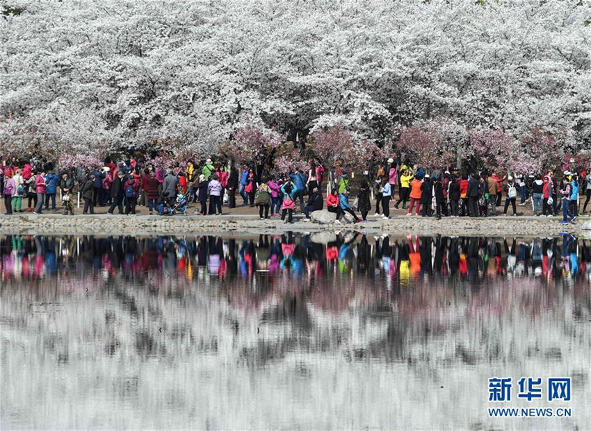 Kirschblüten im Yuyuantan-Park in Beijing