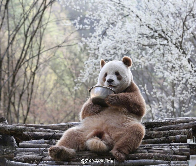 Qizai, der weltweit einzige braune Riesenpanda