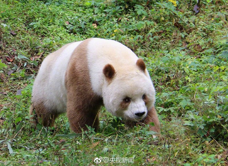 Qizai, der weltweit einzige braune Riesenpanda