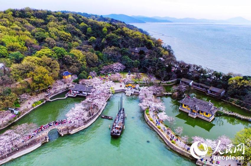 Wuxi: Schöne Kirschblumen stehen in voller Blüte