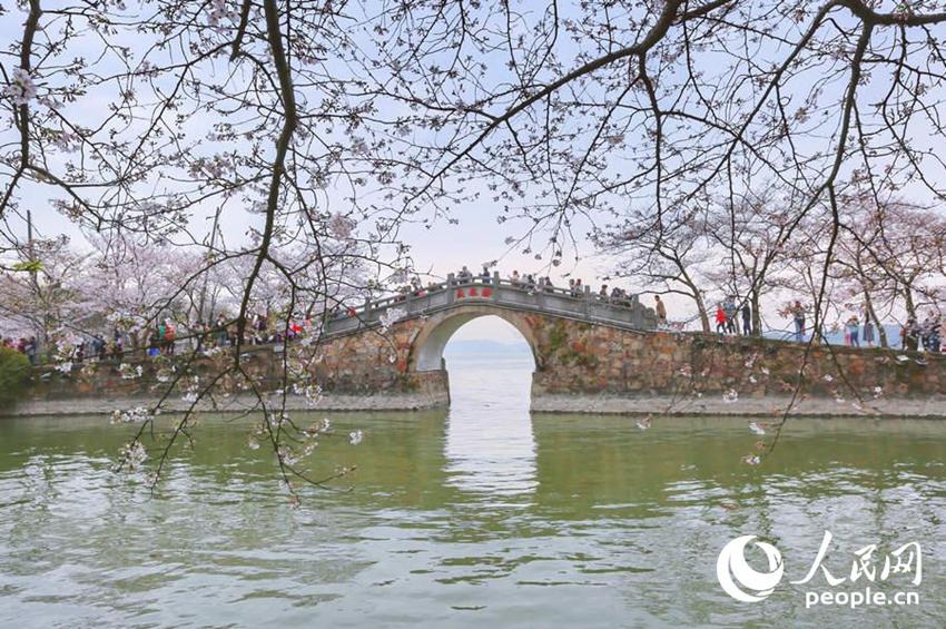 Wuxi: Schöne Kirschblumen stehen in voller Blüte