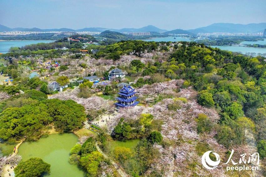 Wuxi: Schöne Kirschblumen stehen in voller Blüte