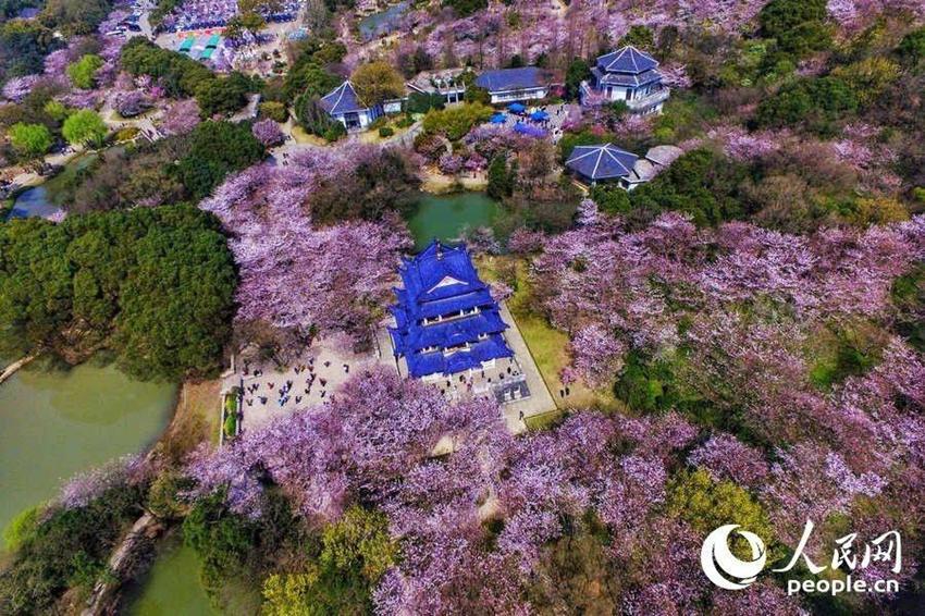 Wuxi: Schöne Kirschblumen stehen in voller Blüte