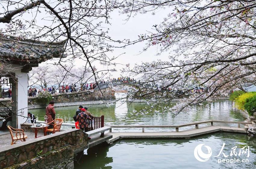 Wuxi: Schöne Kirschblumen stehen in voller Blüte