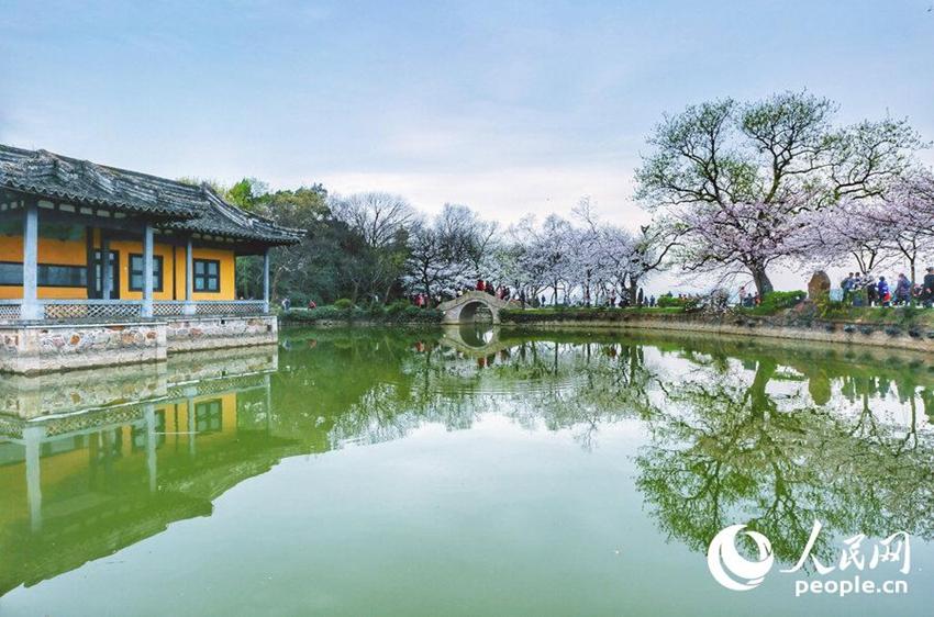 Wuxi: Schöne Kirschblumen stehen in voller Blüte