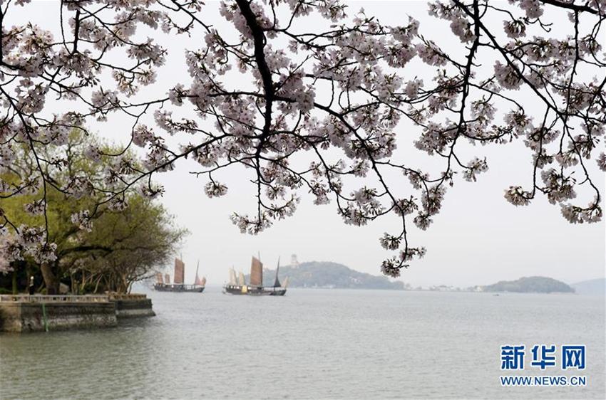 Wuxi: Schöne Kirschblumen stehen in voller Blüte