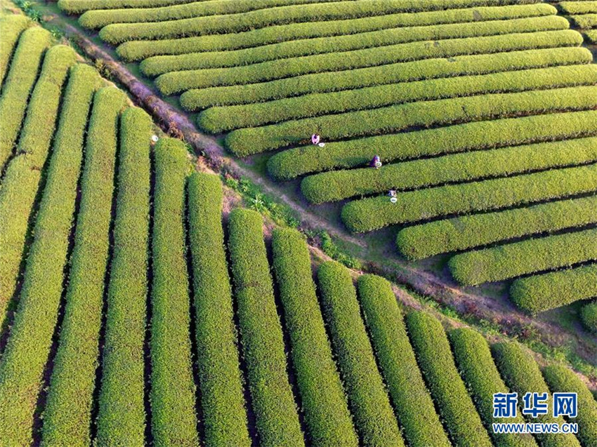 Luftbilder: Frühlingslandschaft in südwestchinesischer Provinz Guizhou