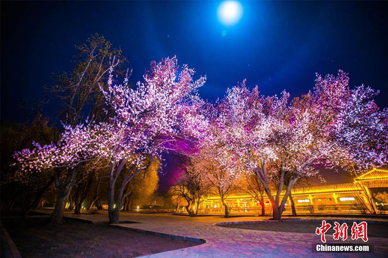 Wunderbare Blütezeit der Liguang-Aprikose in Dunhuang 