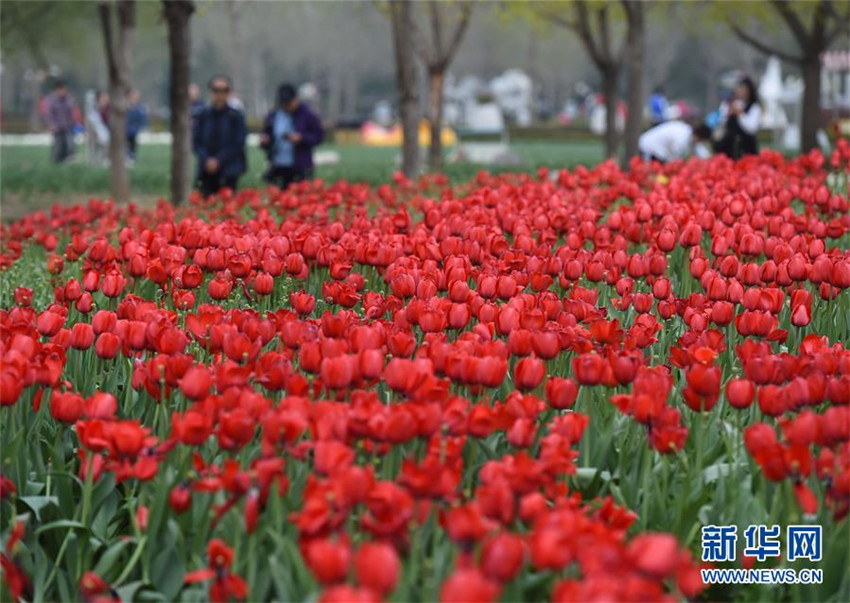 Tulpenblüte in Beijing