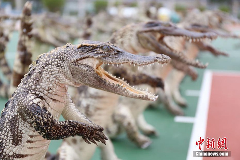 537 Krokodilprodukte in Guangxi beschlagnahmt 