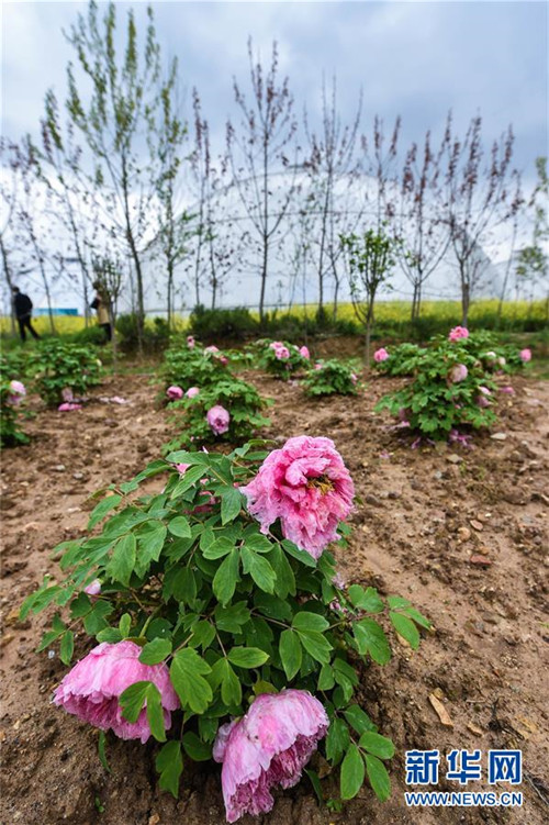 Zhejiangs Planetenfarm begrüßt die Blütezeit