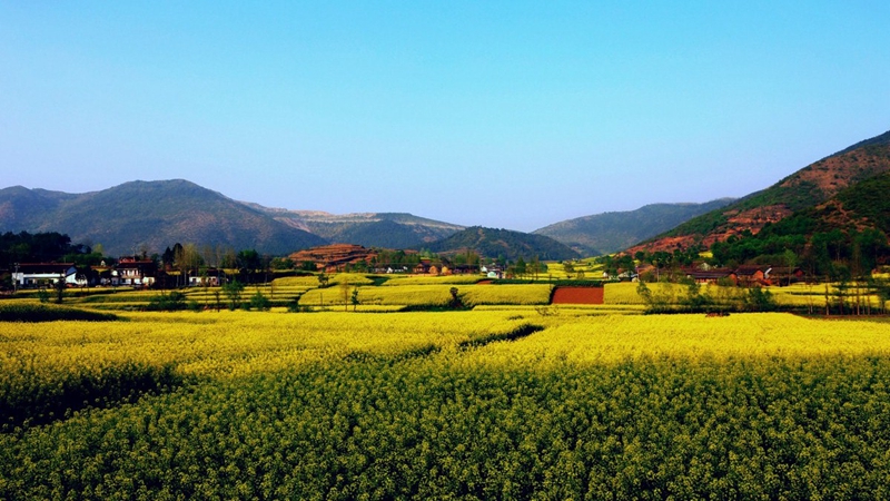Chinas schönstes Rapsblütenmeer – Tourismus- und Kulturfest in Hanzhong im März eröffnet
