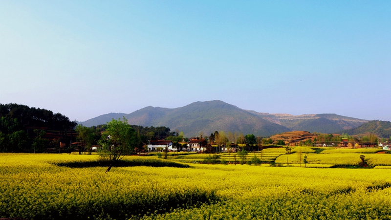 Chinas schönstes Rapsblütenmeer – Tourismus- und Kulturfest in Hanzhong im März eröffnet