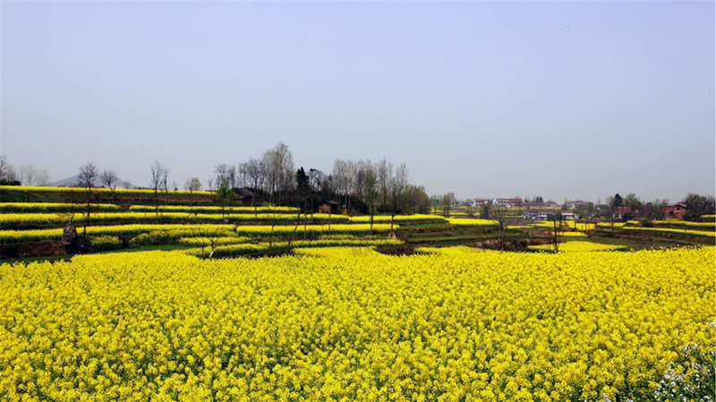 Chinas schönstes Rapsblütenmeer – Tourismus- und Kulturfest in Hanzhong im März eröffnet