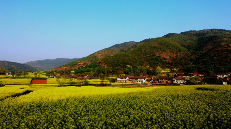 Chinas schönstes Rapsblütenmeer – Tourismus- und Kulturfest in Hanzhong im März eröffnet