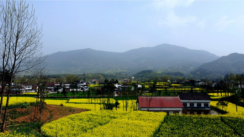 Chinas schönstes Rapsblütenmeer – Tourismus- und Kulturfest in Hanzhong im März eröffnet