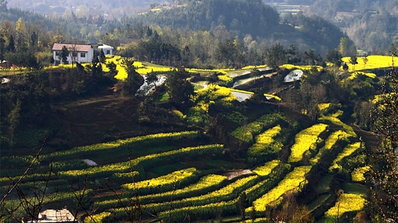 Chinas schönstes Rapsblütenmeer – Tourismus- und Kulturfest in Hanzhong im März eröffnet