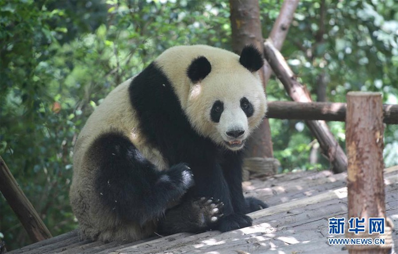 Chinas Pandabären „Hexing“ und „Maoer“ werden nach Dänemark reisen 