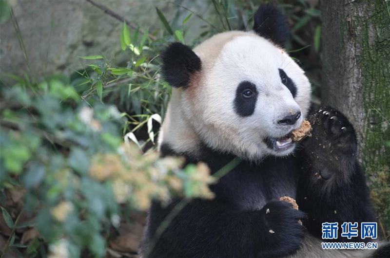 Chinas Pandabären „Hexing“ und „Maoer“ werden nach Dänemark reisen 
