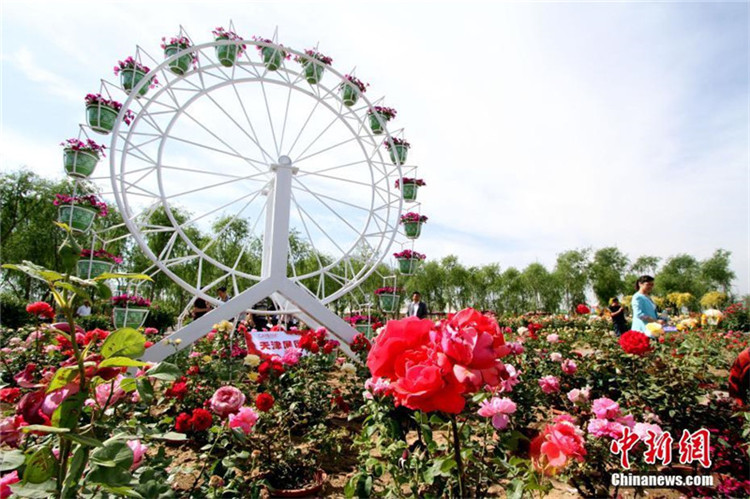 Erste Teerosenmesse von Beijing, Tianjin und Hebei eröffnet