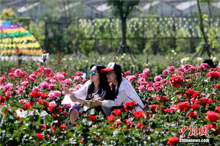 Erste Teerosenmesse von Beijing, Tianjin und Hebei eröffnet