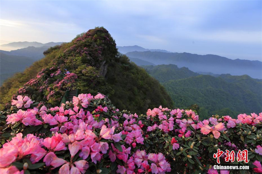 Azaleenblüte in Sichuan
