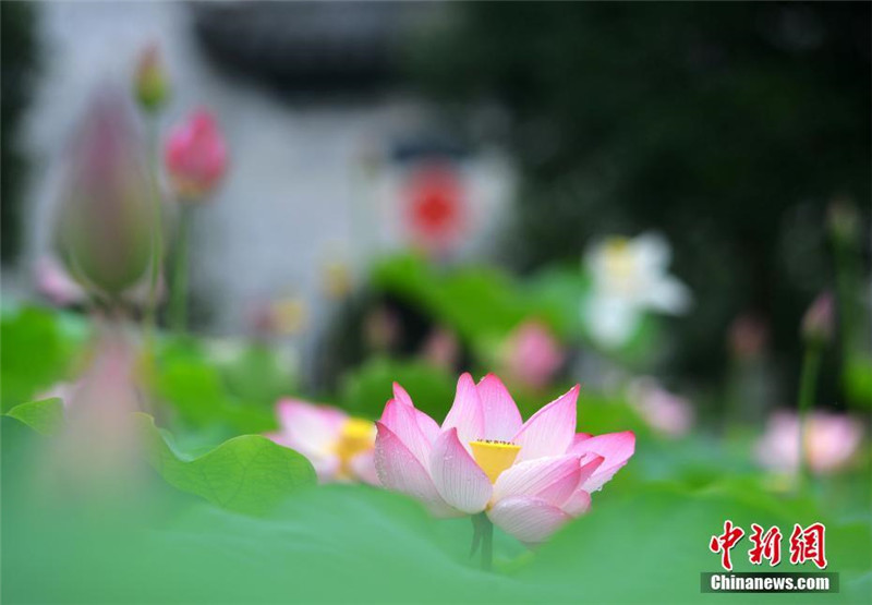 Wuyuans blühende Lotosblumen betören die Touristen