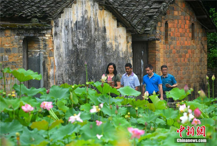 Wuyuans blühende Lotosblumen betören die Touristen