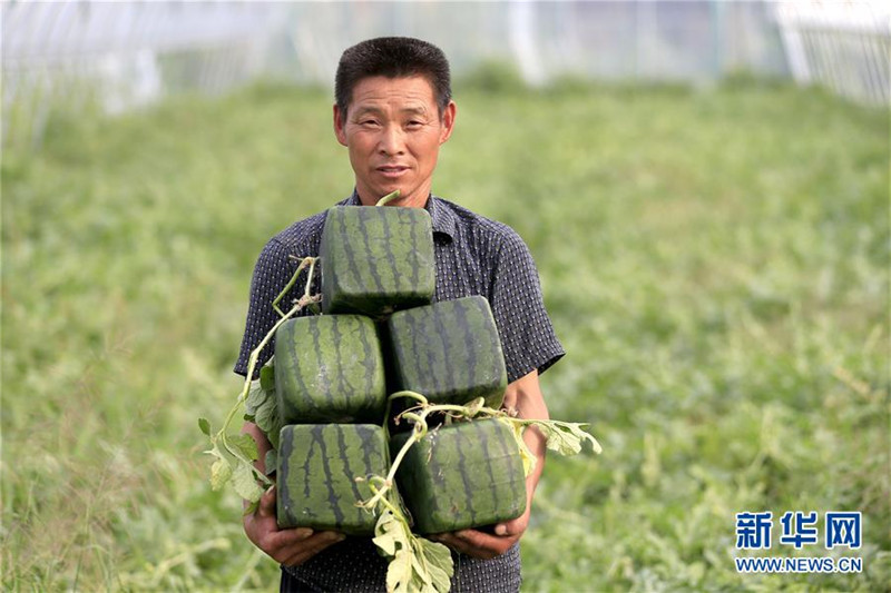 Xuyis viereckige Wassermelonen: Quadratisch, praktisch, biologisch