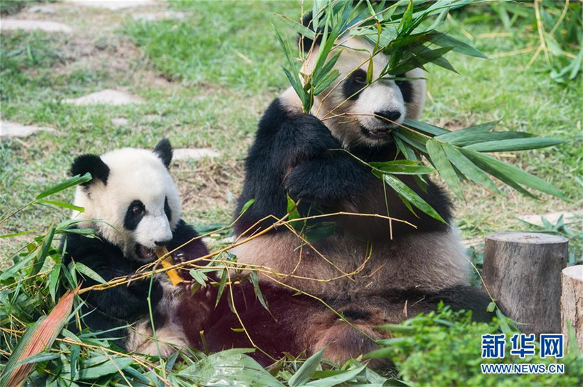 Panda-Zwillinge feiern ihren ersten Geburtstag in Macao
