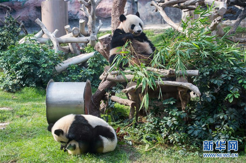 Panda-Zwillinge feiern ihren ersten Geburtstag in Macao