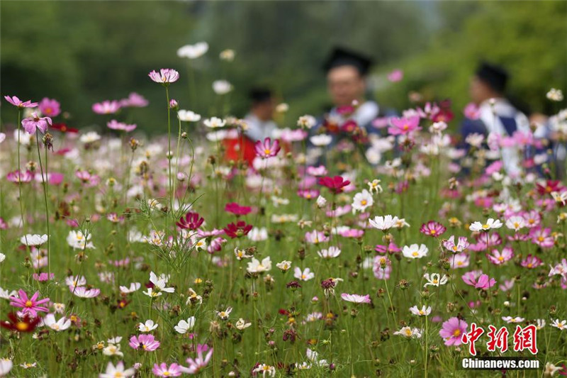 Schöne blühende Galsang-Blumen auf Universitätscampus in Nanjing