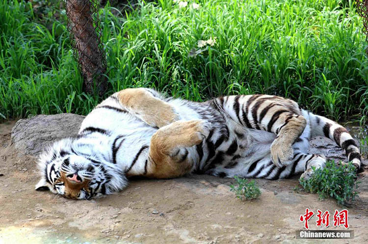 Sibirische Tiger schützen sich gegen die Hitzewelle