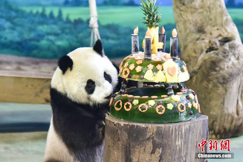 Pandabär Yuan Zai feiert seinen 4. Geburtstag in Taipei 