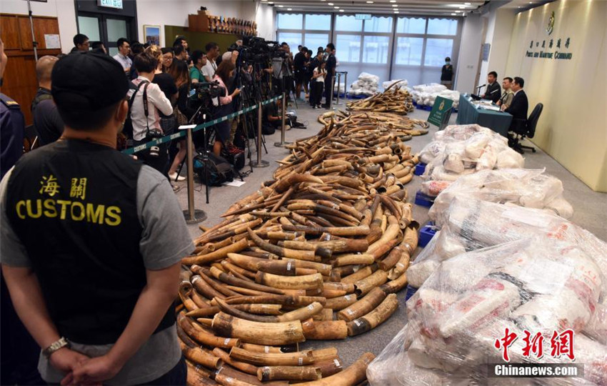 Hongkong deckt riesigen Elfenbeinschmuggelfall auf