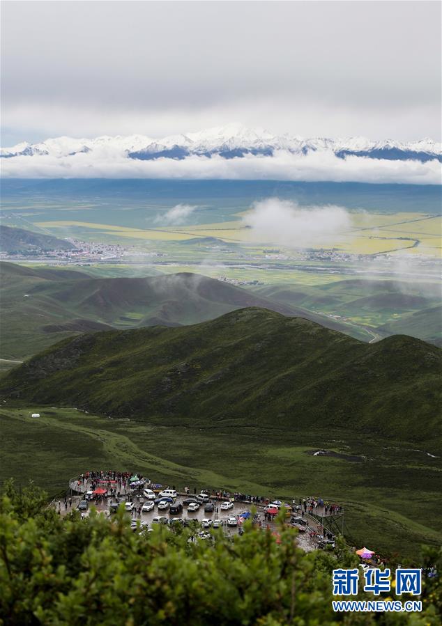 Rapsblüte in Qinghai zieht Touristen an