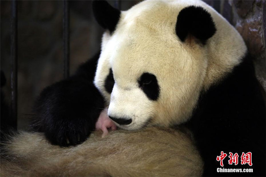 Panda Jingjing bringt einen Jungen auf der Welt