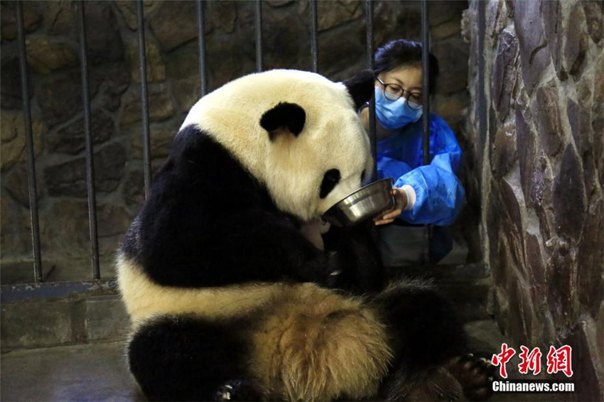Panda Jingjing bringt einen Jungen auf der Welt