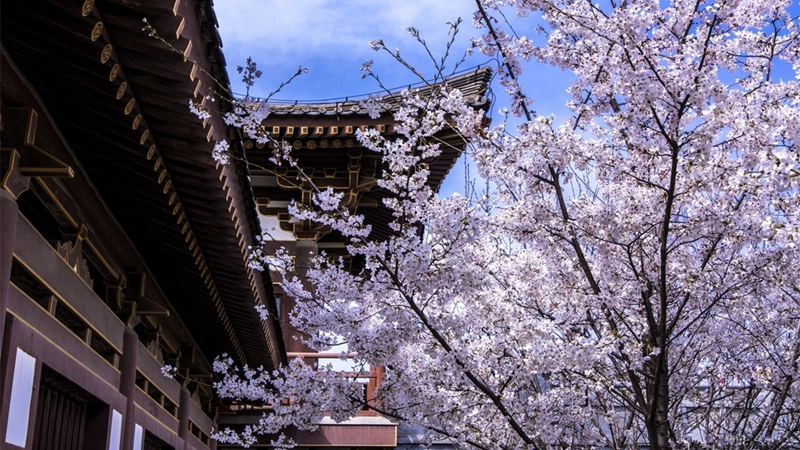 Kirschblüten in Qinglong Tempel in Xi´an