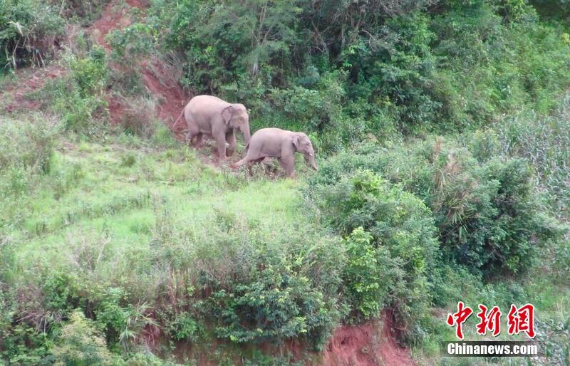 13 wilde Elefanten in Yunnaner Dorf eingedrungen