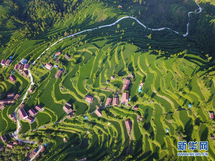 Schöne Terrassenfelder im Miao-Dorf in Guizhou